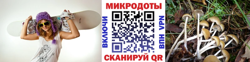 Псилоцибиновые грибы прущие грибы  Купить  Сельцо 